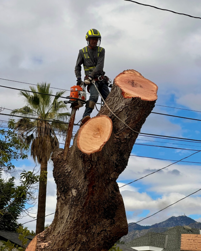 Alex Tree Service Image